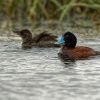 Kachnice australska - Oxyura australis - Blue-billed duck 9810